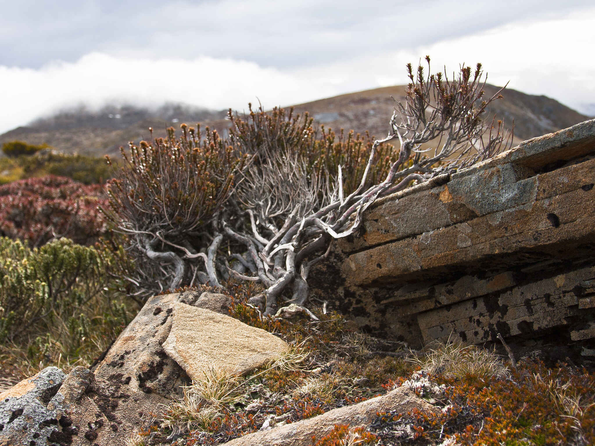 Cover image: Alpine Plateau