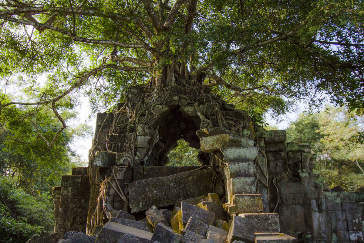 Cover image: Fig Tree Tower