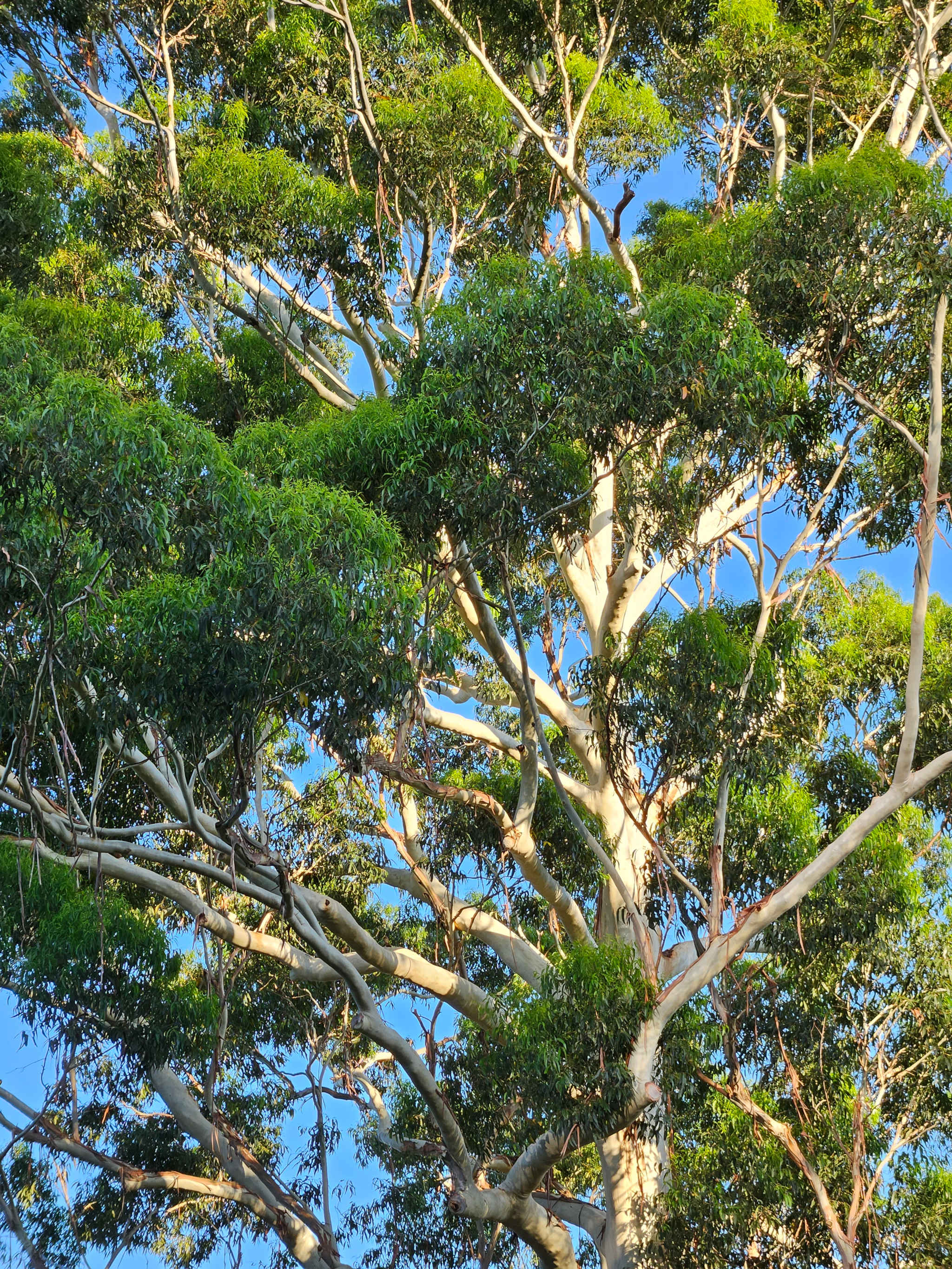 Cover image: Gum Tree