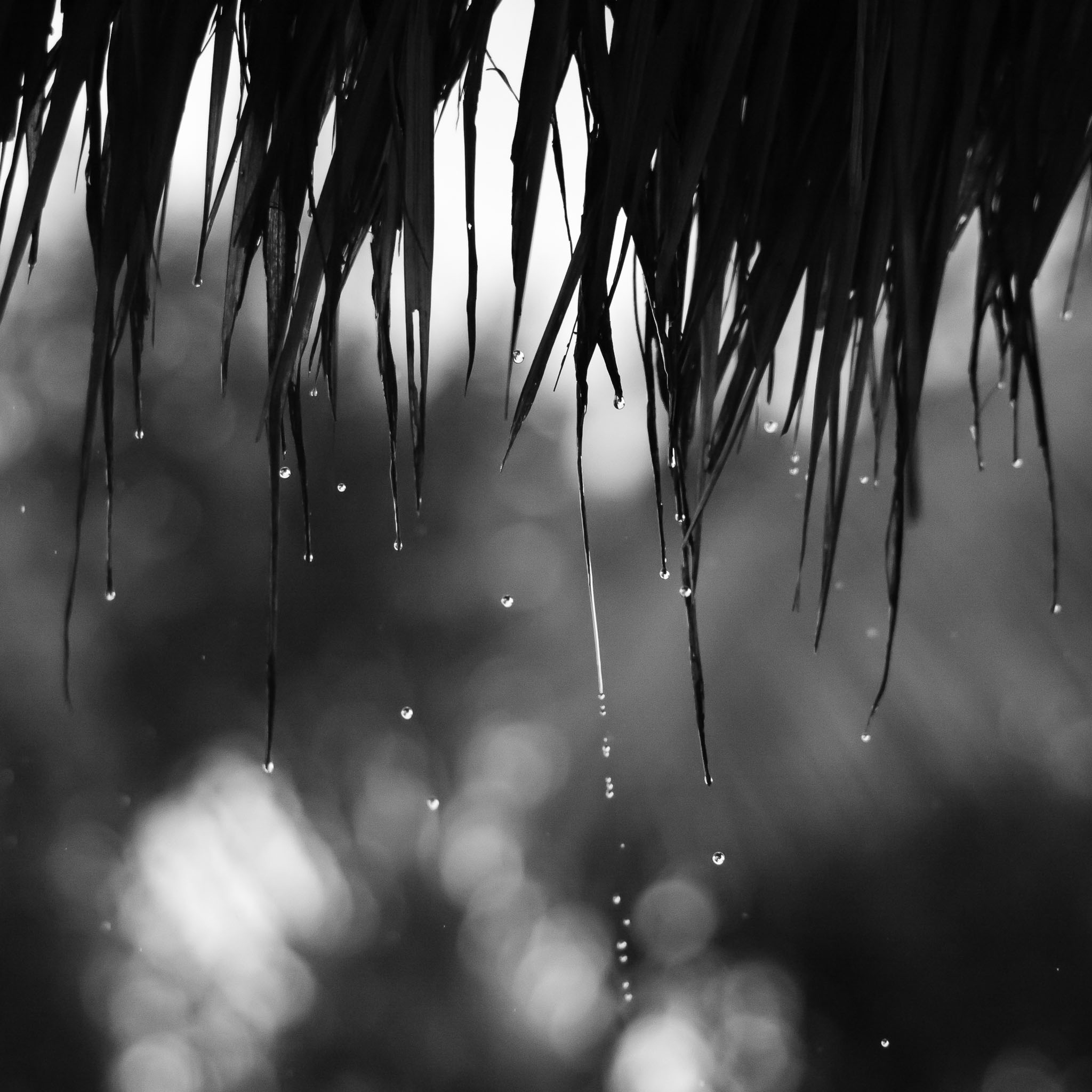 Cover image: The Wet Comes To Bali
