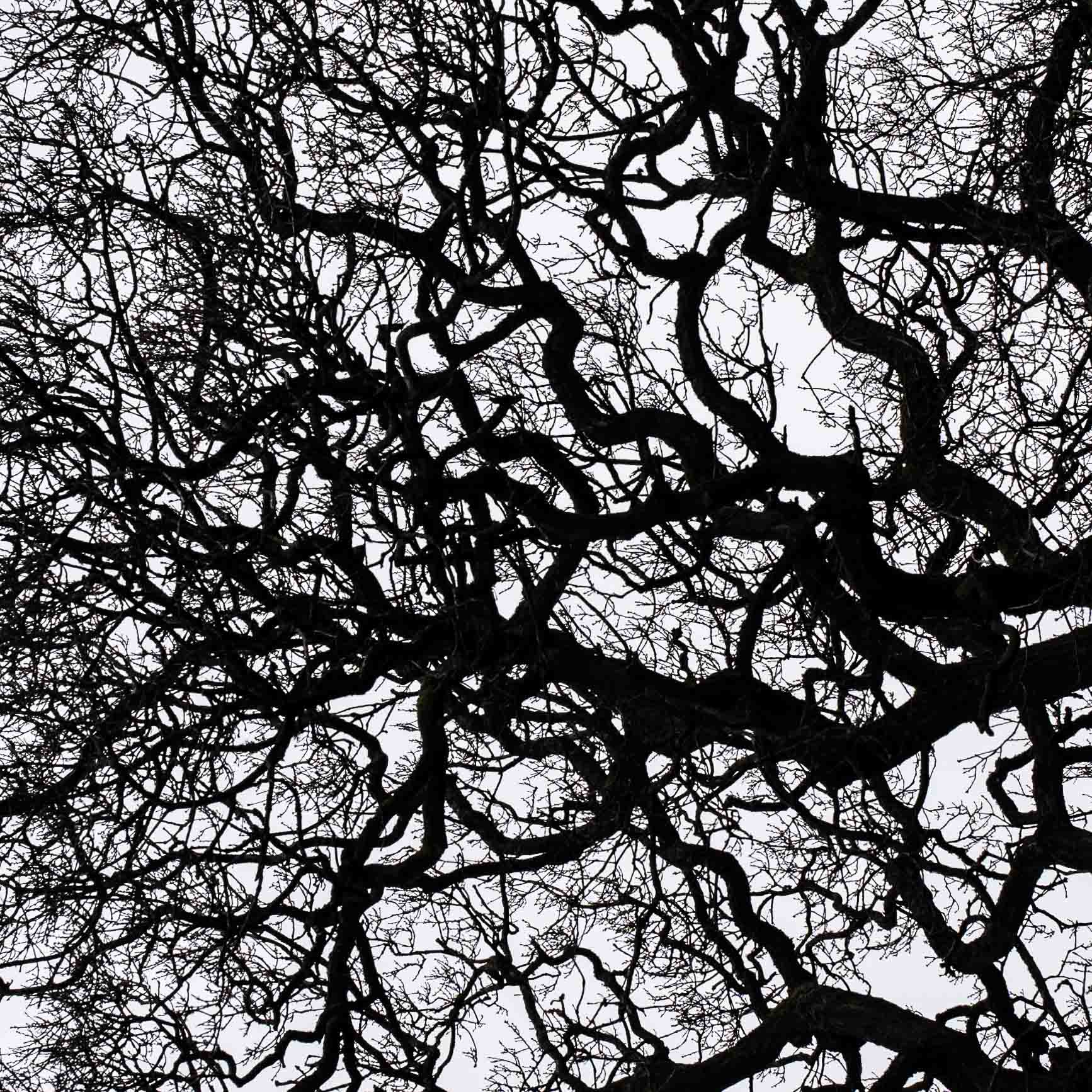 Cover image: Winter Tree Textures